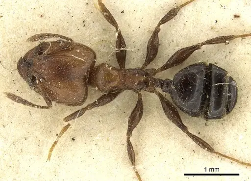 Pheidole fabricator specimen CASENT0901611 image casent0901611_1