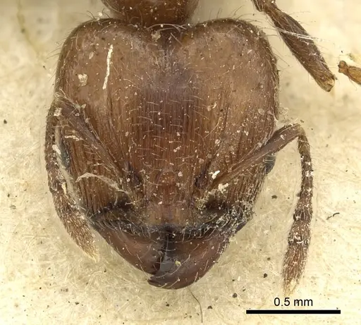 Pheidole fabricator specimen CASENT0901611 image casent0901611_2