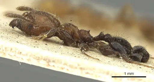 Pheidole fabricator specimen CASENT0901611 image casent0901611_3