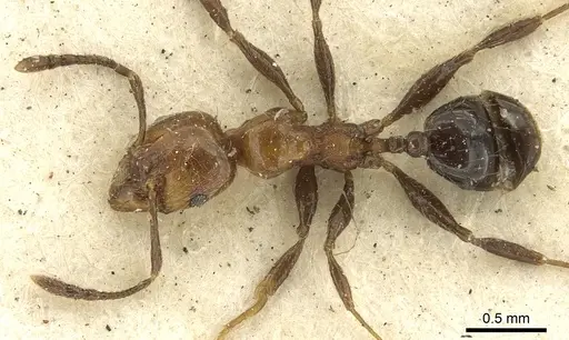 Pheidole fabricator specimen CASENT0901612 image casent0901612_1