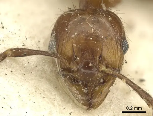 Pheidole fabricator specimen CASENT0901612 image casent0901612_2
