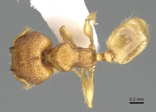 Pheidole fadli specimen CASENT0919803 image casent0919803_1