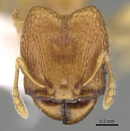 Pheidole fadli specimen CASENT0919803 image casent0919803_2