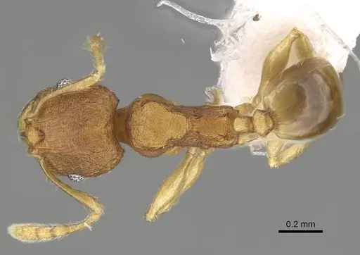 Pheidole fadli specimen CASENT0919804 image casent0919804_1