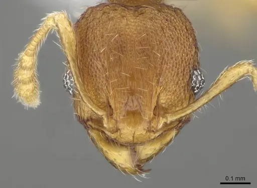 Pheidole fadli specimen CASENT0919804 image casent0919804_2