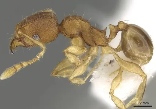 Pheidole fadli specimen CASENT0919804 image casent0919804_3