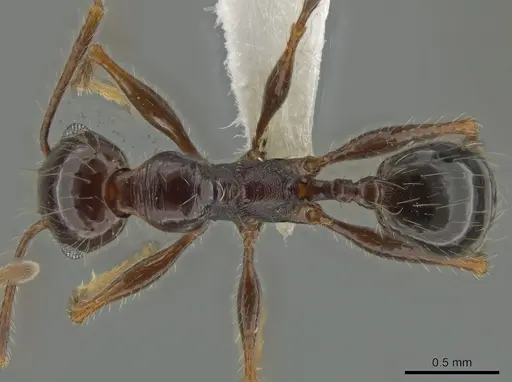 Pheidole fallax specimen CASENT0618505 image casent0618505_1
