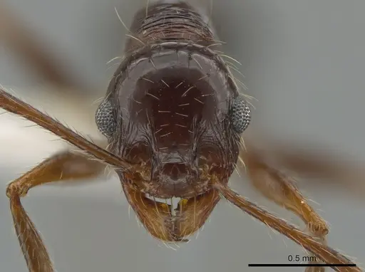 Pheidole fallax specimen CASENT0618505 image casent0618505_2
