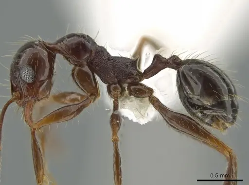 Pheidole fallax specimen CASENT0618505 image casent0618505_3