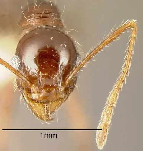 Pheidole fallax specimen CASENT0635464 image casent0635464_1