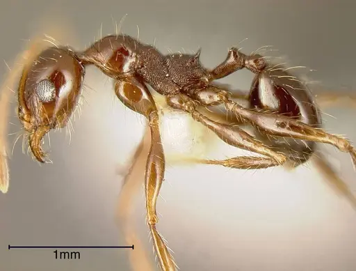 Pheidole fallax specimen CASENT0635464 image casent0635464_2