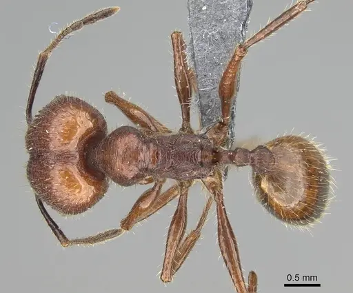Pheidole fallax specimen CASENT0767615 image casent0767615_1