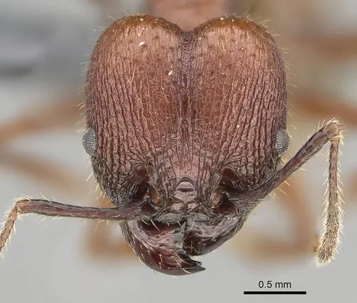 Pheidole fallax specimen CASENT0767615 image casent0767615_2