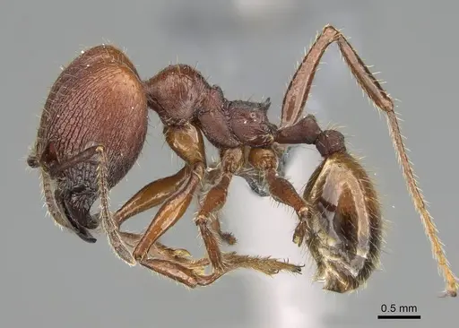 Pheidole fallax specimen CASENT0767615 image casent0767615_3