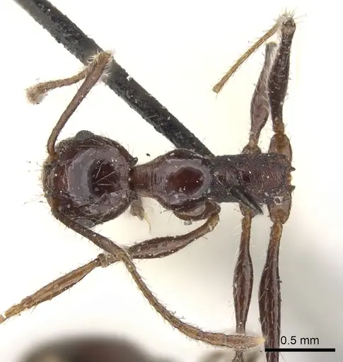 Pheidole fallax specimen CASENT0901589 image casent0901589_1