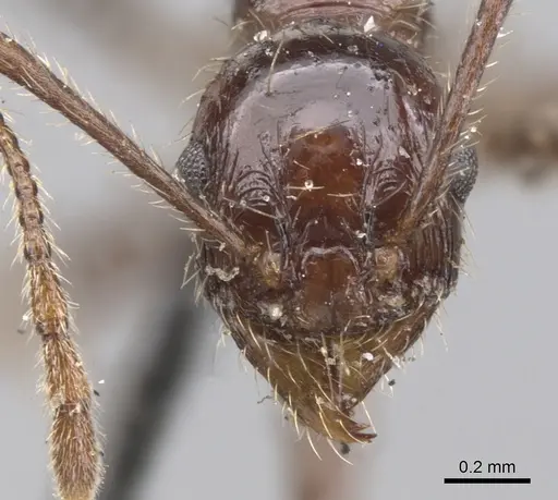 Pheidole fallax specimen CASENT0901589 image casent0901589_2