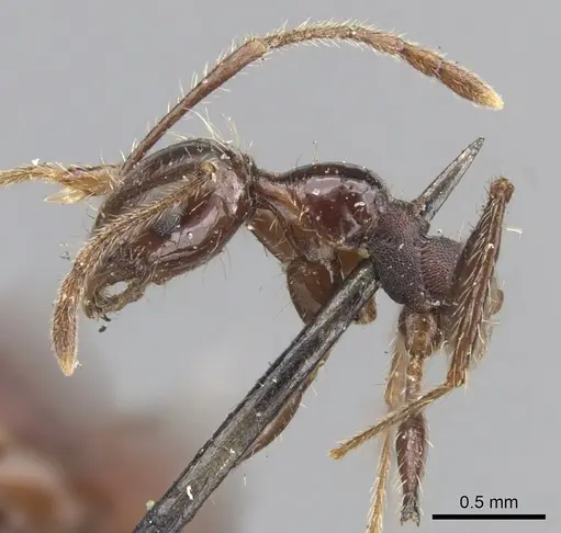Pheidole fallax specimen CASENT0901589 image casent0901589_3