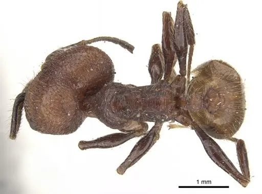 Pheidole fallax specimen CASENT0901590 image casent0901590_1