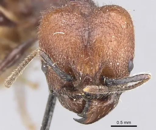 Pheidole fallax specimen CASENT0901590 image casent0901590_2