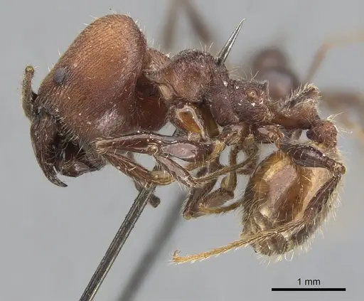 Pheidole fallax specimen CASENT0901590 image casent0901590_3