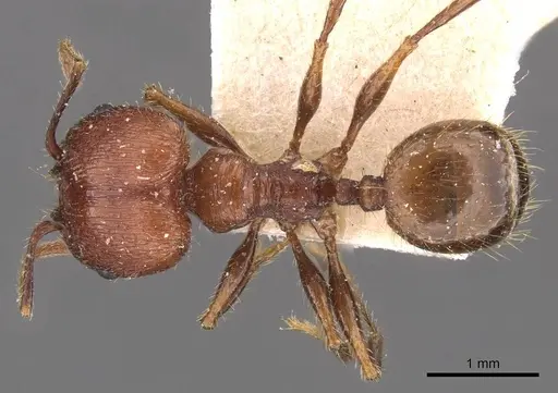 Pheidole fallax specimen CASENT0908130 image casent0908130_1