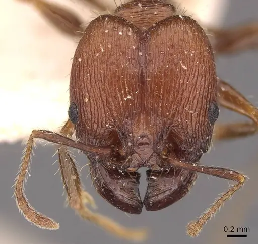 Pheidole fallax specimen CASENT0908130 image casent0908130_2