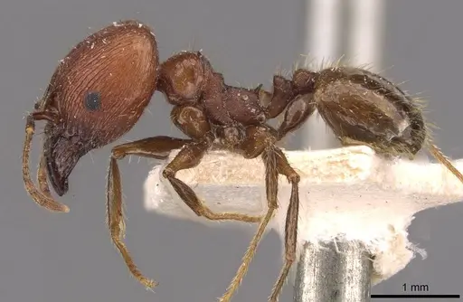 Pheidole fallax specimen CASENT0908130 image casent0908130_3