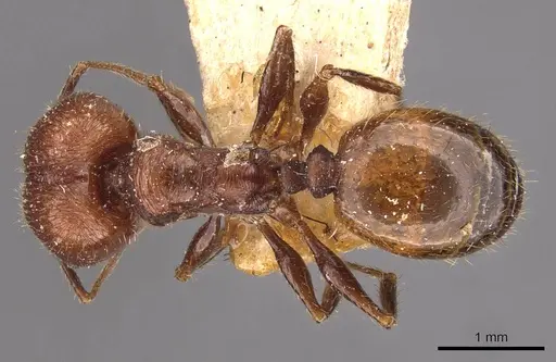 Pheidole fallax specimen CASENT0908131 image casent0908131_1