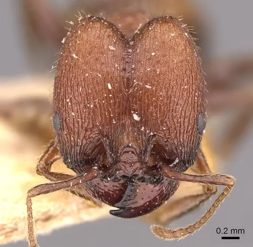 Pheidole fallax specimen CASENT0908131 image casent0908131_2