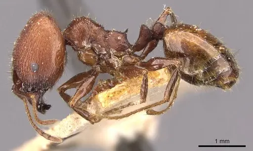 Pheidole fallax specimen CASENT0908131 image casent0908131_3