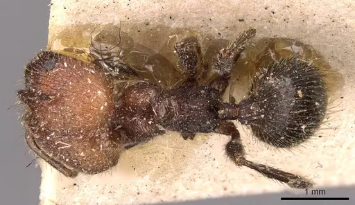 Pheidole fallax specimen CASENT0908132 image casent0908132_1