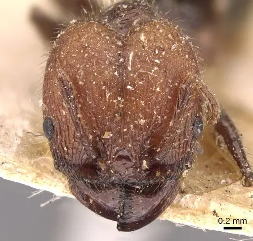 Pheidole fallax specimen CASENT0908132 image casent0908132_2