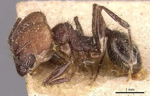 Pheidole fallax specimen CASENT0908132 image casent0908132_3