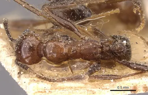 Pheidole fallax specimen CASENT0908133 image casent0908133_1