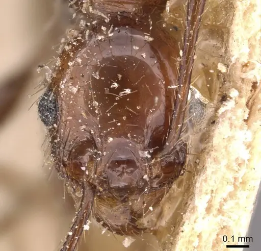 Pheidole fallax specimen CASENT0908133 image casent0908133_2