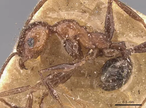 Pheidole fallax specimen CASENT0908133 image casent0908133_3