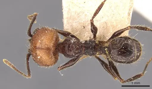 Pheidole fallax specimen CASENT0908140 image casent0908140_1