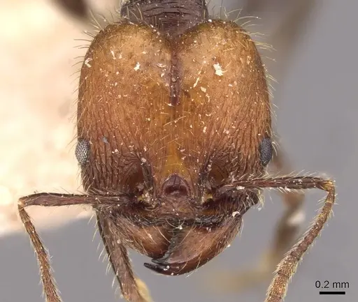 Pheidole fallax specimen CASENT0908140 image casent0908140_2