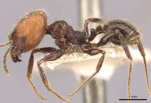 Pheidole fallax specimen CASENT0908140 image casent0908140_3