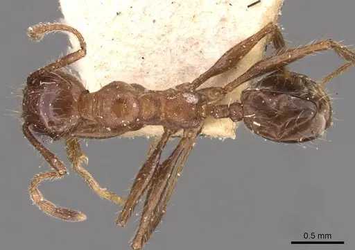 Pheidole fallax specimen CASENT0908141 image casent0908141_1