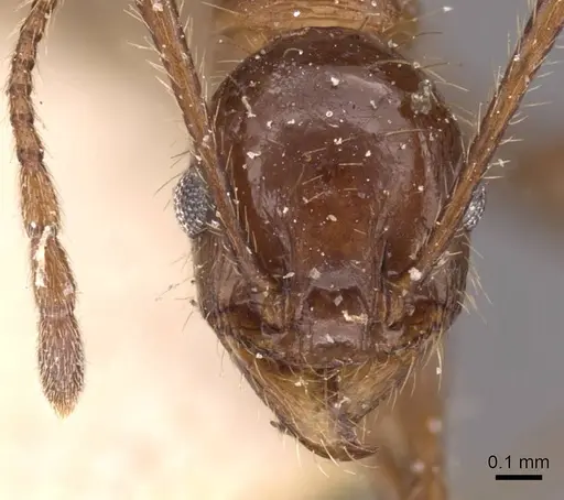 Pheidole fallax specimen CASENT0908141 image casent0908141_2