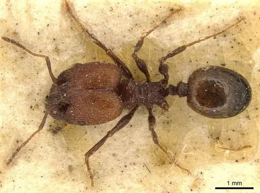 Pheidole fallax specimen CASENT0916056 image casent0916056_1