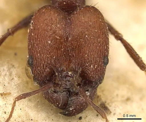 Pheidole fallax specimen CASENT0916056 image casent0916056_2
