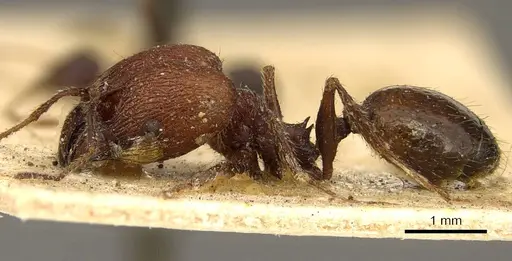 Pheidole fallax specimen CASENT0916056 image casent0916056_3