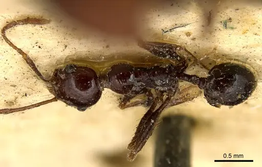 Pheidole fallax specimen CASENT0916057 image casent0916057_1
