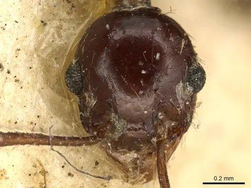 Pheidole fallax specimen CASENT0916057 image casent0916057_2
