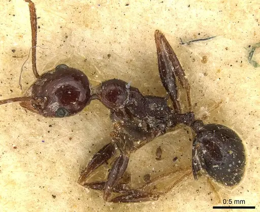 Pheidole fallax specimen CASENT0916057 image casent0916057_3