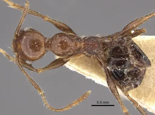 Pheidole fallax specimen CASENT0917767 image casent0917767_1