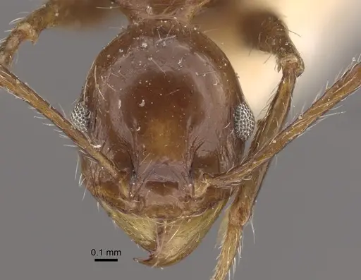 Pheidole fallax specimen CASENT0917767 image casent0917767_2