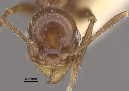 Pheidole fallax specimen CASENT0917767 image casent0917767_3